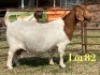 1 X BOER GOAT FLOCK ON COLOUR PREGNANT DOE LUKAS BURGER