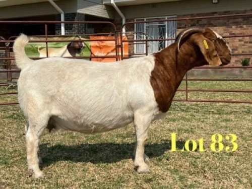 1 X BOER GOAT FLOCK ON TEAT PREGNANT DOE LUKAS BURGER