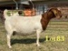 1 X BOER GOAT FLOCK ON TEAT PREGNANT DOE LUKAS BURGER