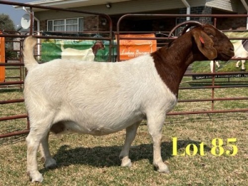 1 X BOER GOAT STUD DOE LUKAS BURGER