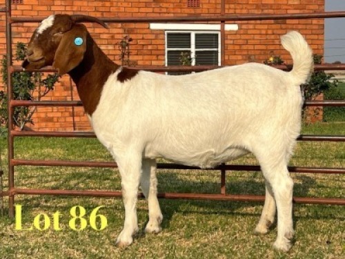 1 X BOER GOAT STUD DOE LUKAS BURGER