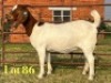 1 X BOER GOAT STUD DOE LUKAS BURGER