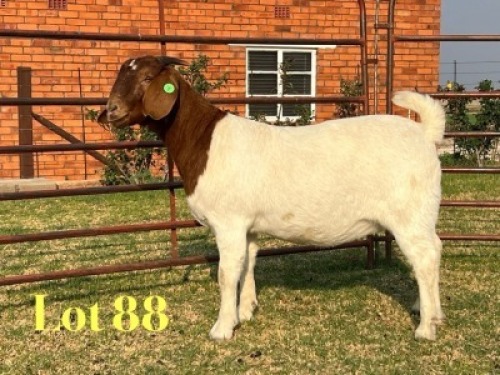 1 X BOER GOAT FLOCK ON TEAT PREGNANT DOE LUKAS BURGER