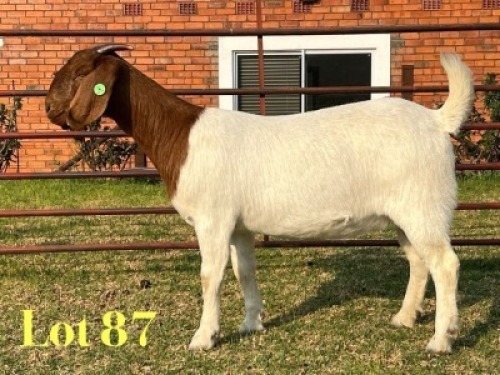 1 X BOER GOAT FLOCK ON COLOUR PREGNANT DOE LUKAS BURGER