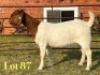 1 X BOER GOAT FLOCK ON COLOUR PREGNANT DOE LUKAS BURGER