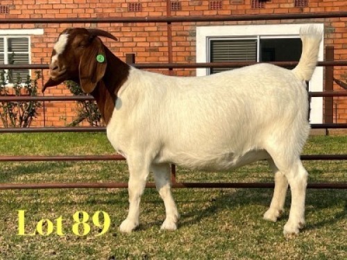 1 X BOER GOAT FLOCK ON COLOUR PREGNANT DOE LUKAS BURGER