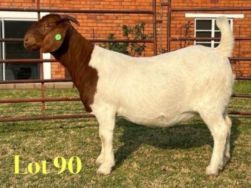 1 X BOER GOAT FLOCK ON TEAT PREGNANT DOE LUKAS BURGER