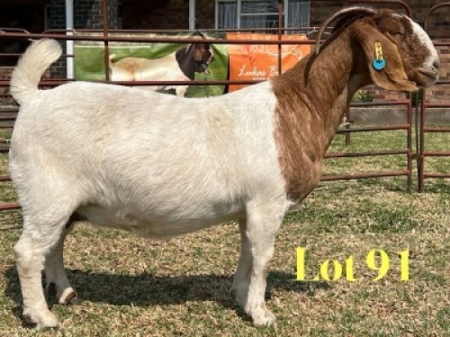 1 X BOER GOAT STUD DOE LUKAS BURGER