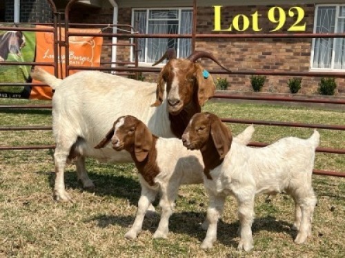 1 X BOER GOAT STUD DOE LUKAS BURGER