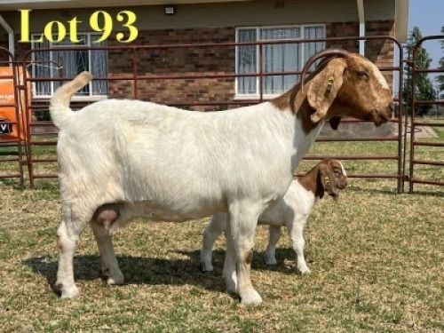 1 X BOER GOAT STUD DOE LUKAS BURGER