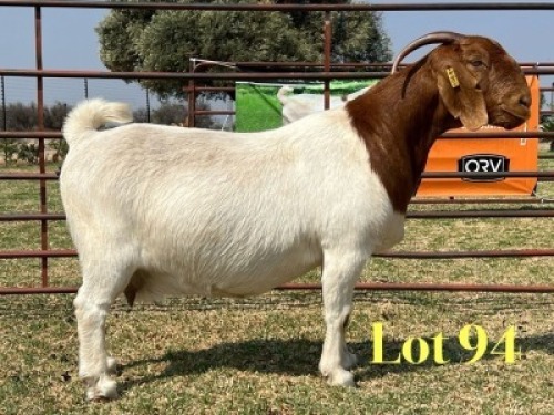 1 X BOER GOAT STUD PREGNANT DOE LUKAS BURGER