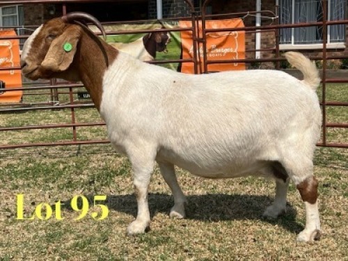 1 X BOER GOAT FLOCK ON COLOUR DOE LUKAS BURGER
