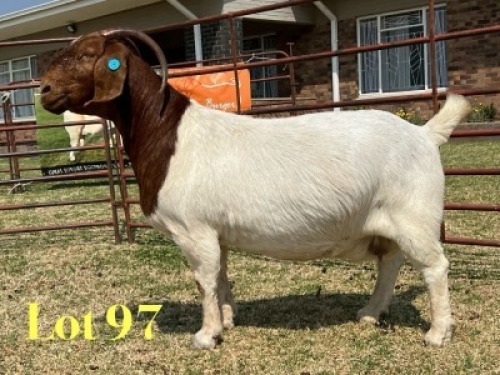 1 X BOER GOAT STUD PREGNANT DOE LUKAS BURGER