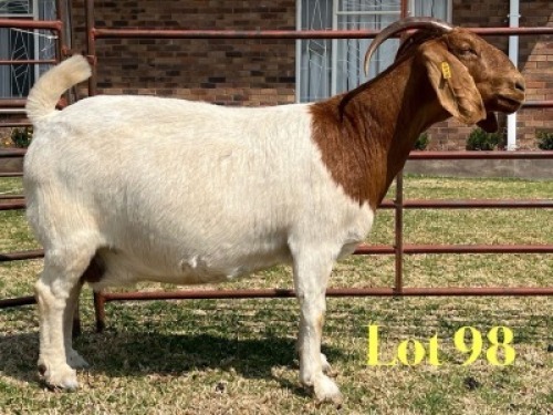1 X BOER GOAT STUD DOE LUKAS BURGER