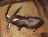 1 X SWARTWITPENSBUL/SABLE BULL L:37 1/2" ; R:37 1/2"