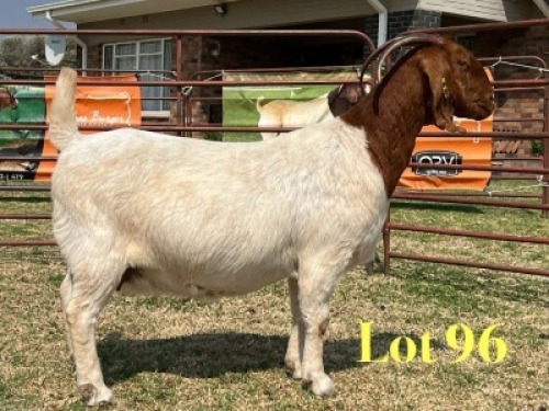 1 X BOER GOAT STUD DOE LUKAS BURGER