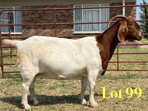 1 X BOER GOAT STUD DOE LUKAS BURGER