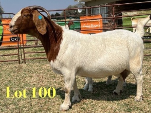 1 X BOER GOAT STUD DOE LUKAS BURGER