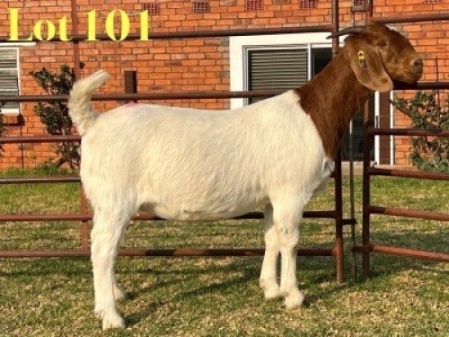 1 X BOER GOAT FLOCK PREGNANT DOE LUKAS BURGER