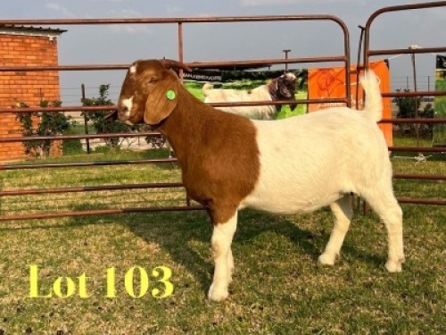 1 X BOER GOAT FLOCK ON COLOUR PREGNANT DOE LUKAS BURGER