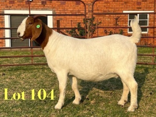 1 X BOER GOAT FLOCK ON TEAT PREGNANT DOE LUKAS BURGER