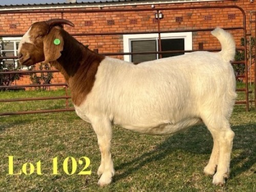 1 X BOER GOAT FLOCK ON TEAT PREGNANT DOE LUKAS BURGER
