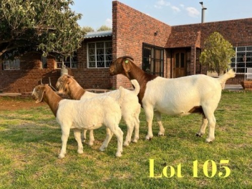 1 X BOER GOAT FLOCK ON COLOUR PREGNANT DOE LUKAS BURGER