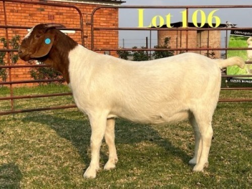 1 X BOER GOAT STUD PREGNANT DOE LUKAS BURGER