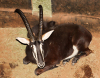 1 X SWARTWITPENSBUL/SABLE BULL L:37 1/2" ; R:37 1/2" - 2