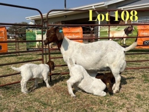 1 X BOER GOAT STUD DOE LUKAS BURGER