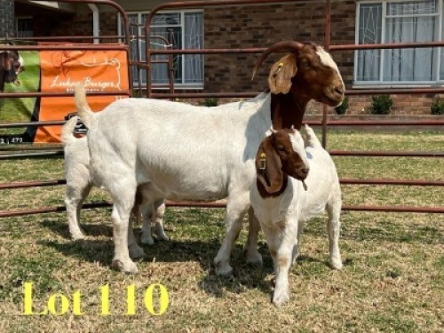 1+2 X BOER GOAT FLOCK ON TEAT DOE LUKAS BURGER