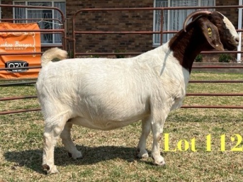 1 X BOER GOAT STUD PREGNANT DOE LUKAS BURGER