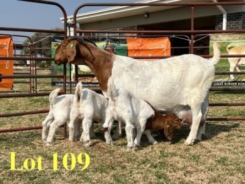 1 X BOER GOAT FLOCK ON TEAT DOE LUKAS BURGER