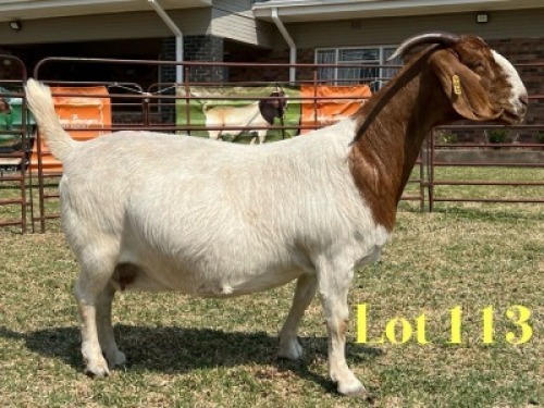 1 X BOER GOAT FLOCK PREGNANT DOE LUKAS BURGER
