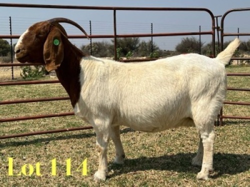 1 X BOER GOAT FLOCK ON COLOUR PREGNANT DOE LUKAS BURGER
