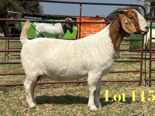 1 X BOER GOAT FLOCK DOE LUKAS BURGER
