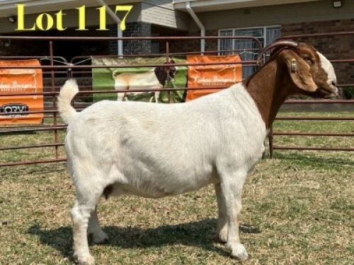 1 X BOER GOAT STUD DOE LUKAS BURGER
