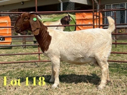 1 X BOER GOAT FLOCK PREGNANT DOE LUKAS BURGER