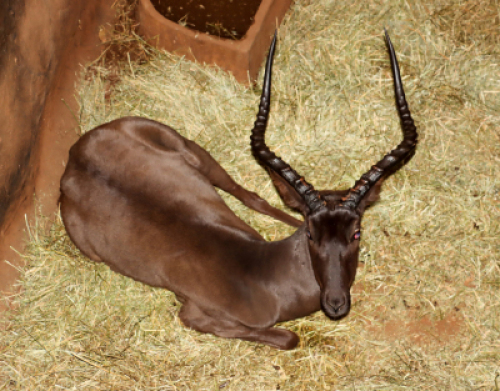 1 X SWART ROOIBOKRAM/BLACK IMPLALA RAM L:24" ; R 23.5"