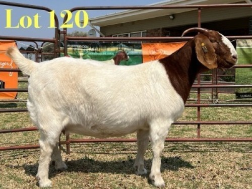 1 X BOER GOAT FLOCK ON TEAT PREGNANT DOE LUKAS BURGER