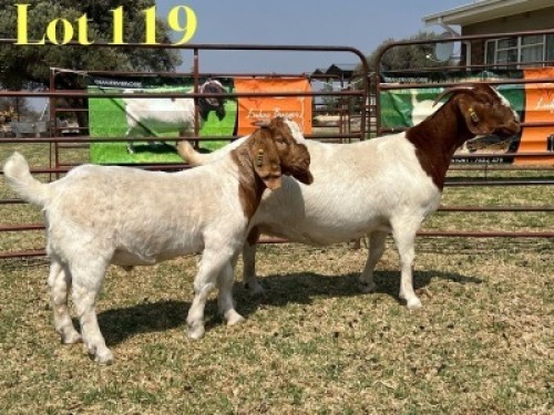 1 X BOER GOAT FLOCK DOE LUKAS BURGER