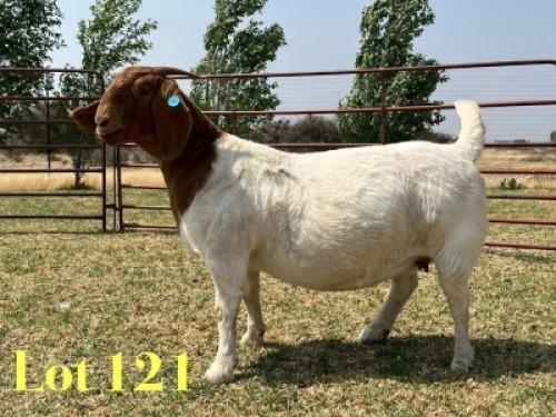 1 X BOER GOAT STUD PREGNANT DOE LUKAS BURGER