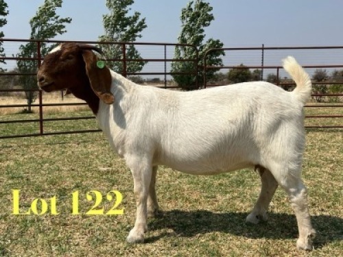1 X BOER GOAT FLOCK ON TEAT DOE LUKAS BURGER