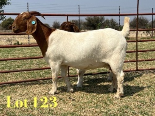 1 X BOER GOAT STUD DOE LUKAS BURGER