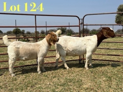 1 X BOER GOAT STUD DOE LUKAS BURGER