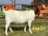 1 X BOER GOAT STUD PREGNANT DOE LUKAS BURGER