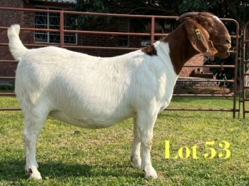 1 X BOER GOAT FLOCK ON TEAT PREGNANT DOE LUKAS BURGER