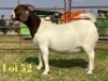 1 X BOER GOAT STUD PREGNANT DOE LUKAS BURGER