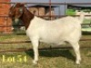 1 X BOER GOAT STUD PREGNANT DOE LUKAS BURGER