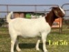 1 X BOER GOAT FLOCK ON TEAT PREGNANT DOE LUKAS BURGER